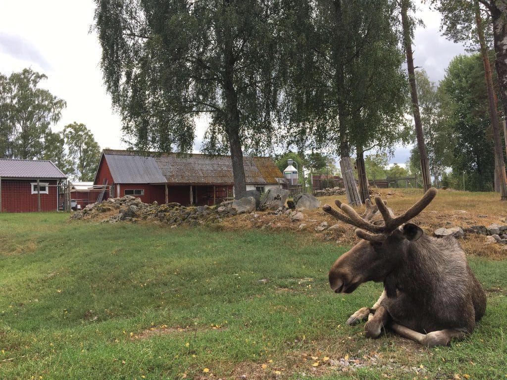 elch elinge elchpark